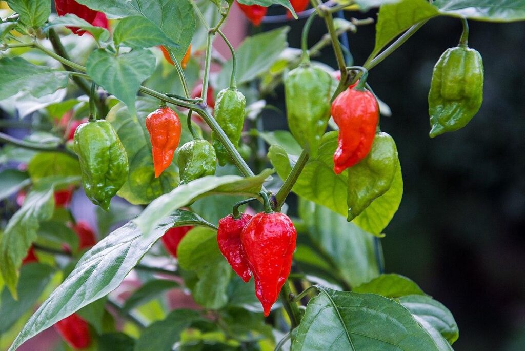 Naga_Ghost_Pepper