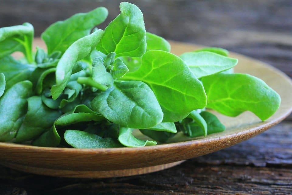 New_Zealand_Spinach