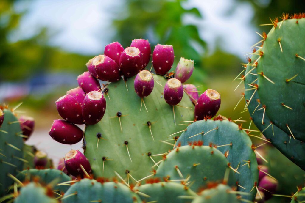 Nopal_Prickly_Pear_Cactus