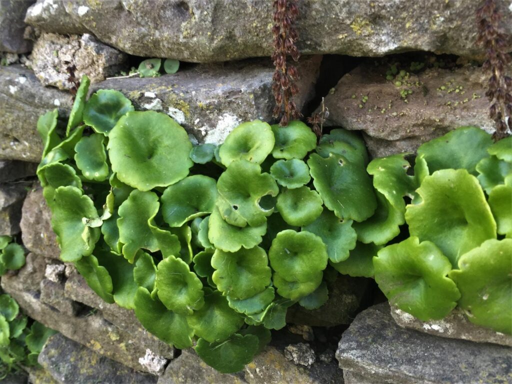 Nuns_Bellybutton_Edible_Plant