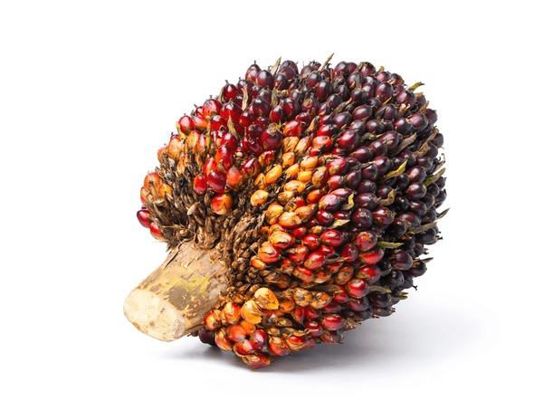 Oil_Palm_Fruit