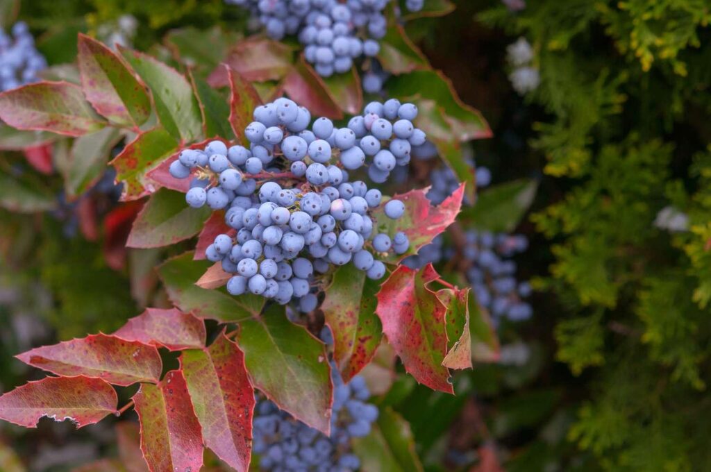 Oregon_Grape