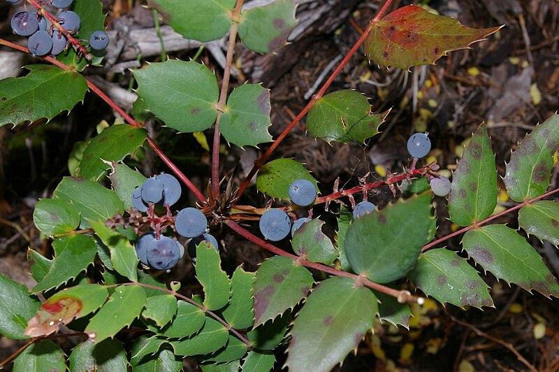 Oregon_Grape