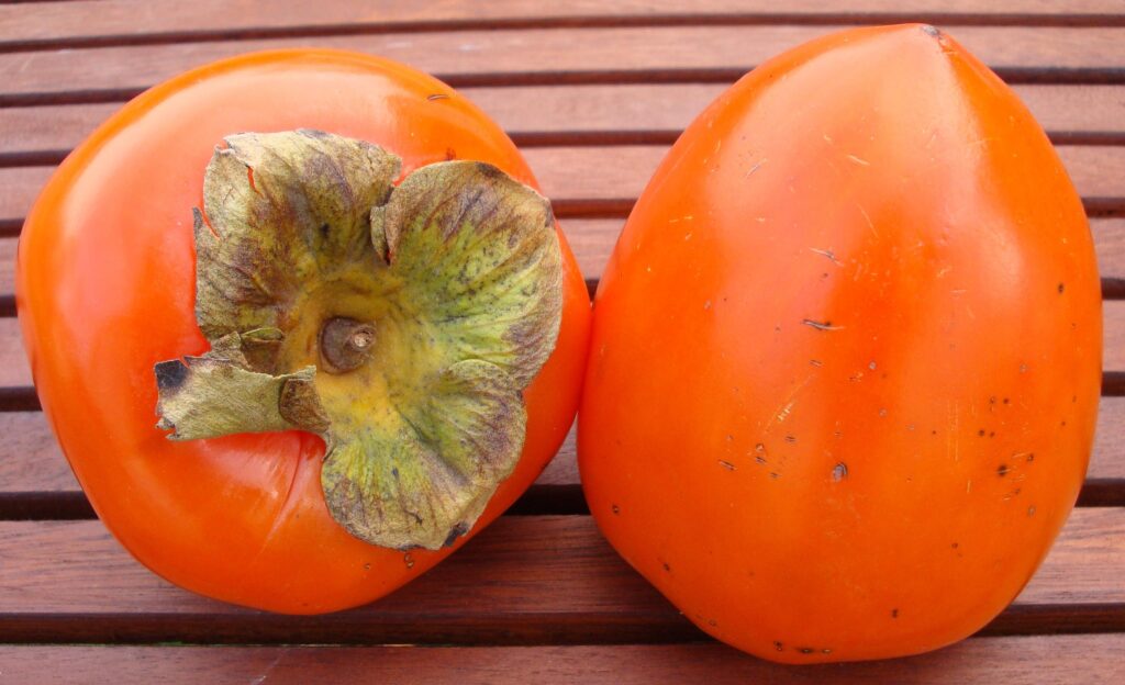 Oriental_Persimmon