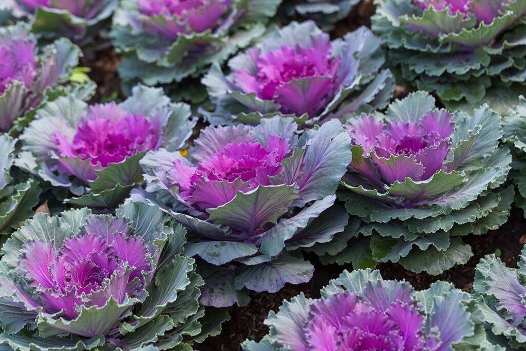 Ornamental_Kale