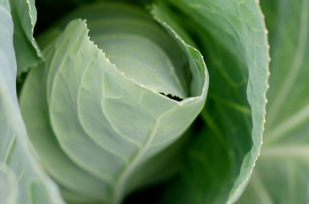 Oxheart_Cabbage