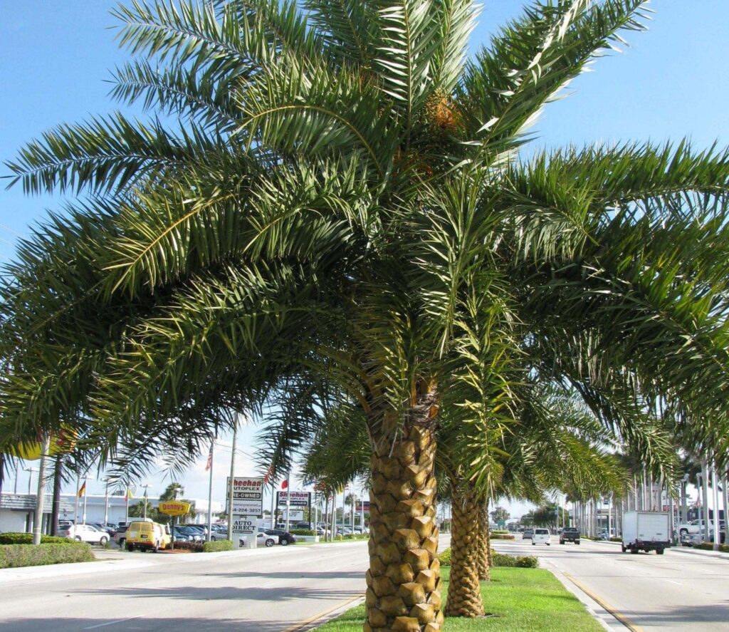 Palm_Arecaceae