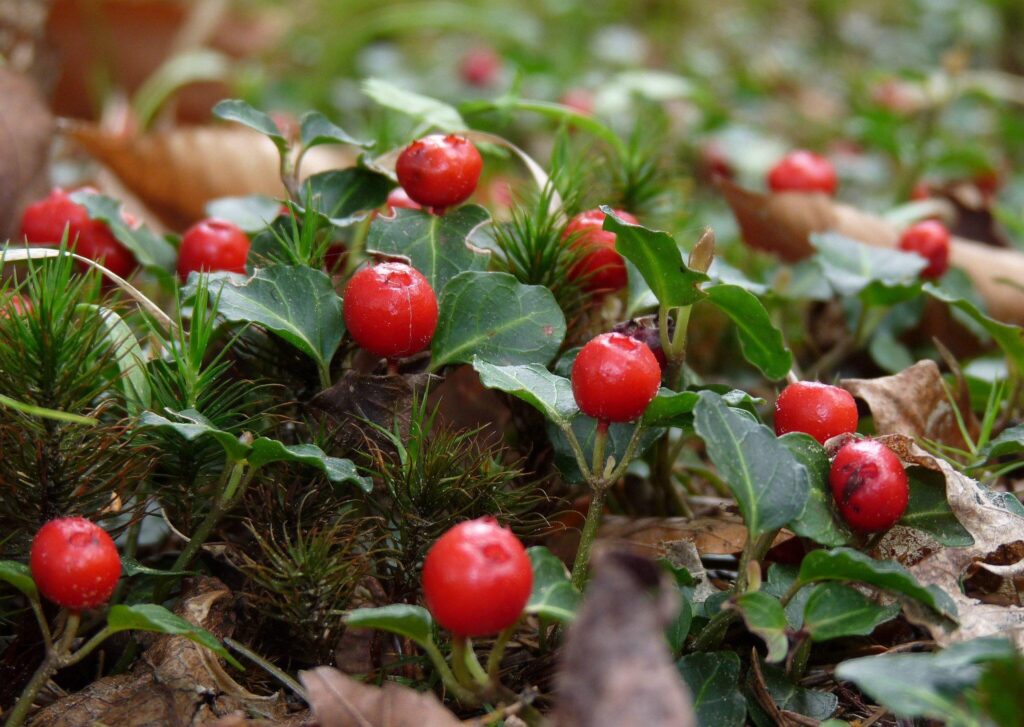 Partridgeberry