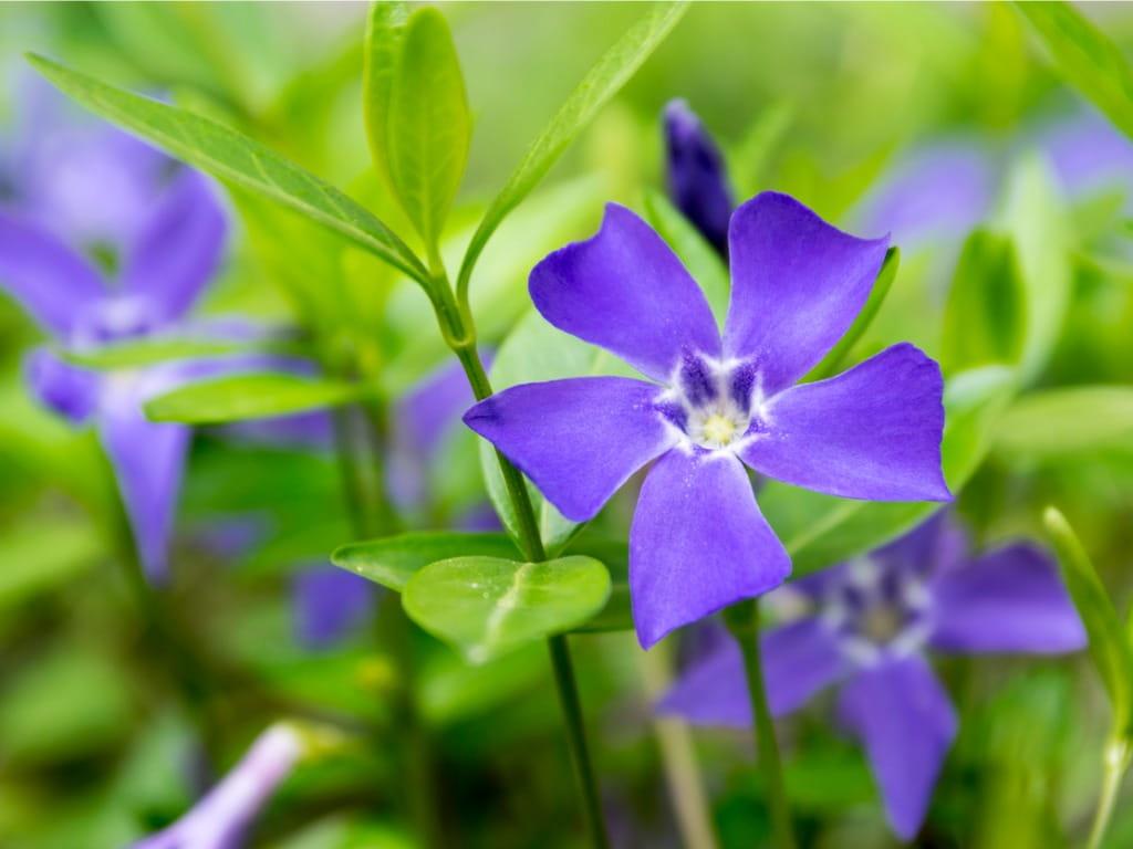 Periwinkle_Vinca