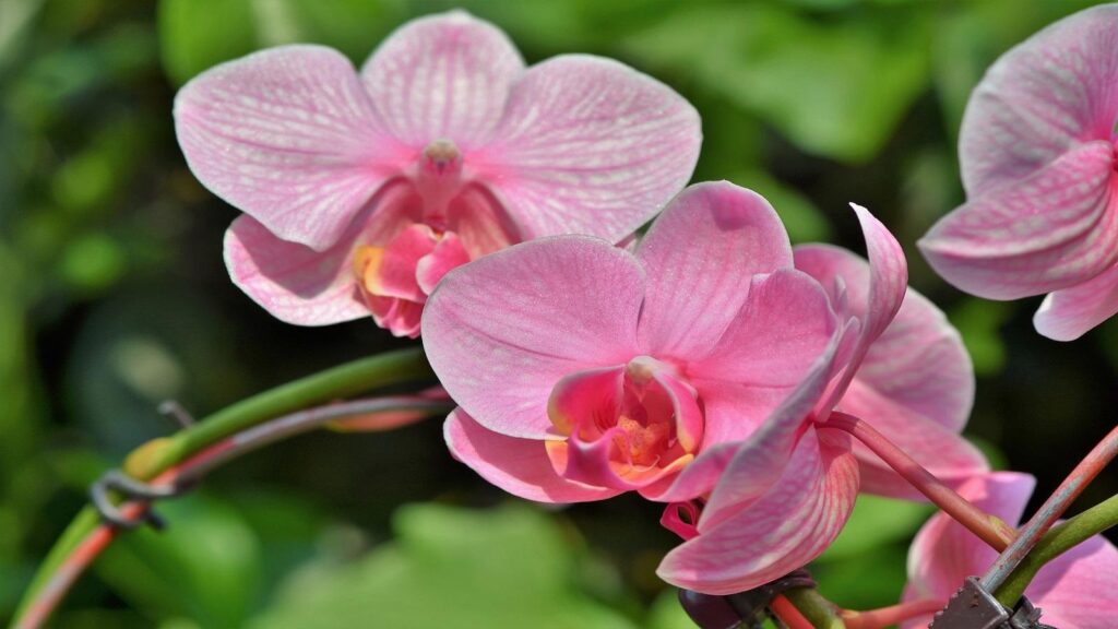 Phalaenopsis_Moth_Orchid