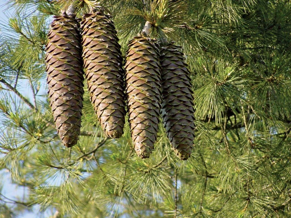 Pine_Pinus