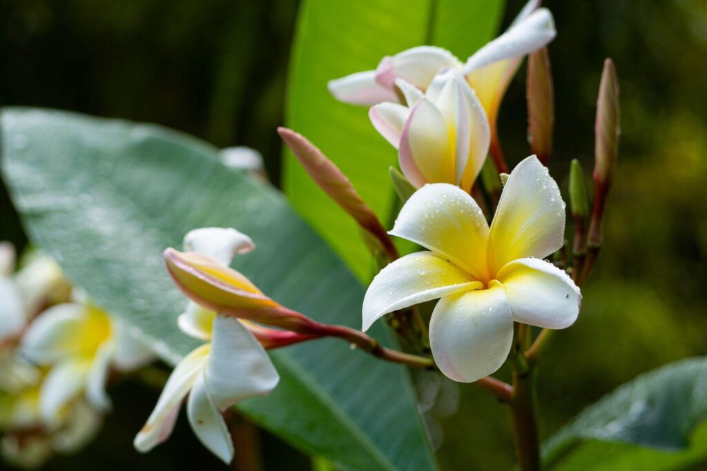 Plumeria_Frangipani