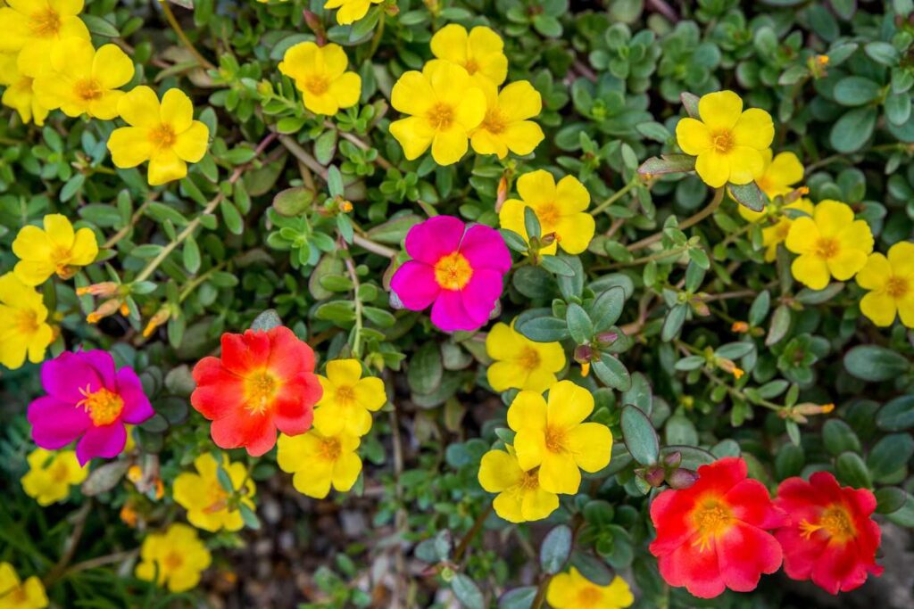 Portulaca_Moss_Rose