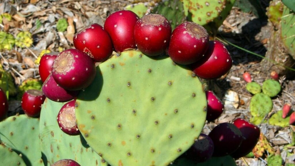 Prickly_Pear