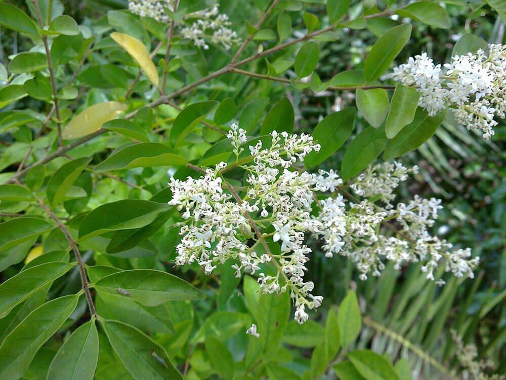 Privet