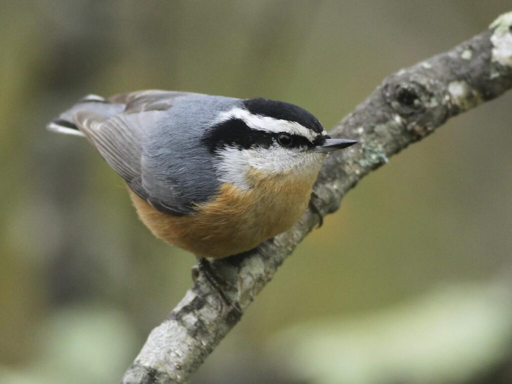 Red-breasted_Nuthatch