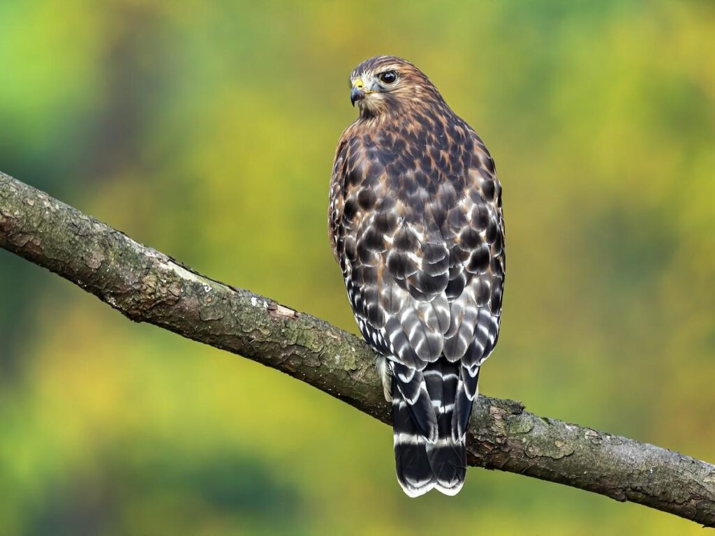 Red-shouldered_Hawk