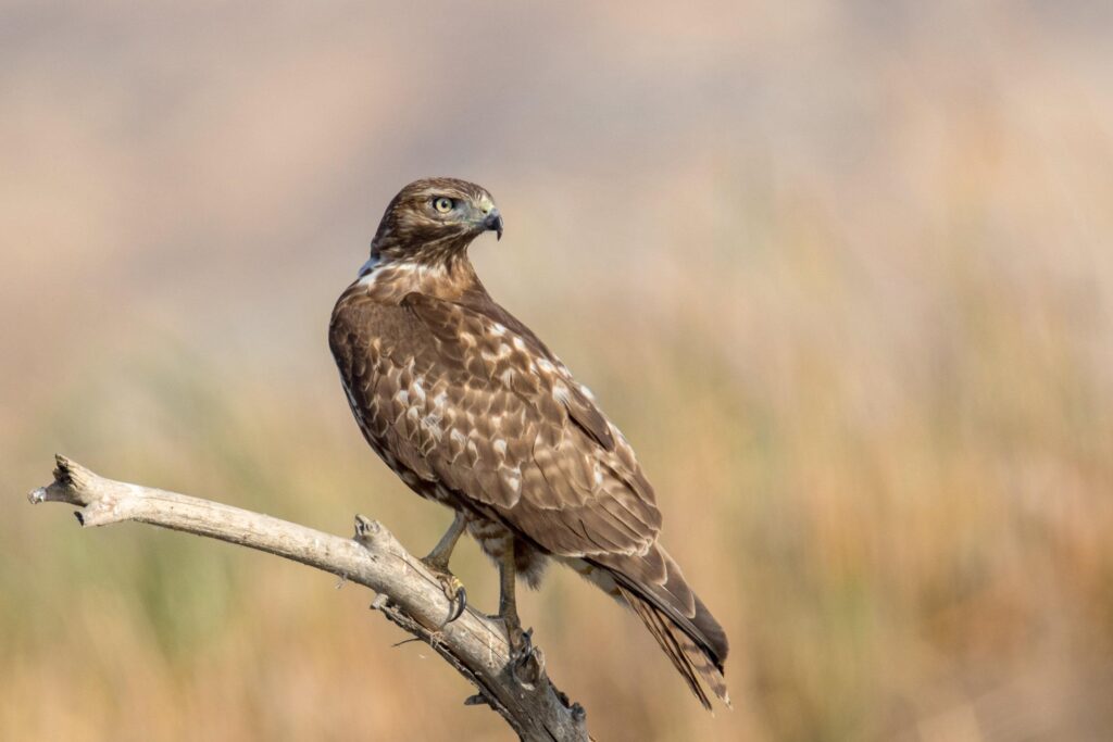 Red-tailed_Hawk