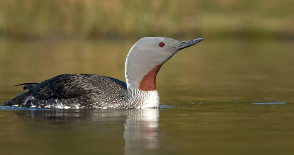 Red-throated_Loon