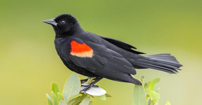 Red-winged_Blackbird