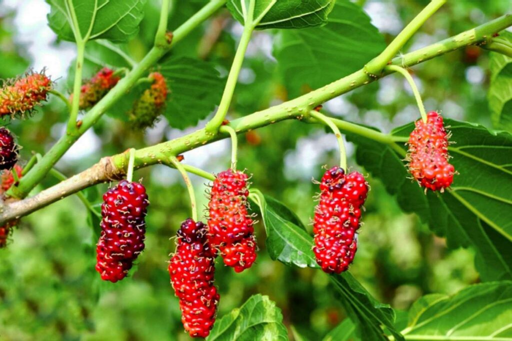 Red_Mulberry