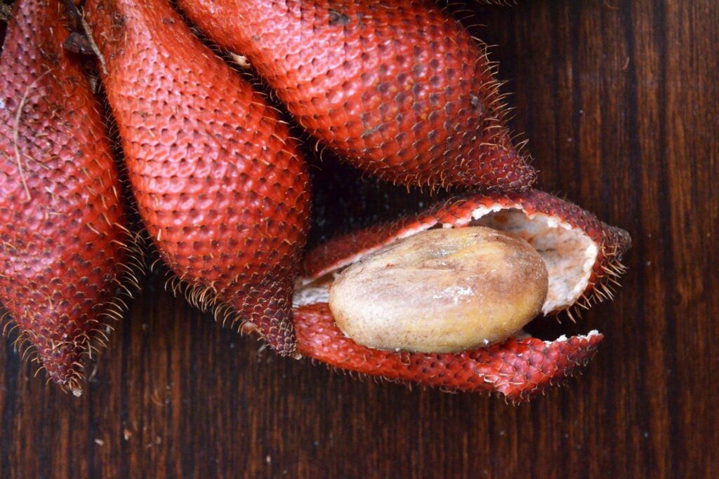 Red_Salak_Snake_Fruit