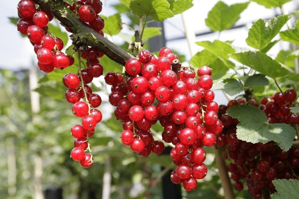 Redcurrant