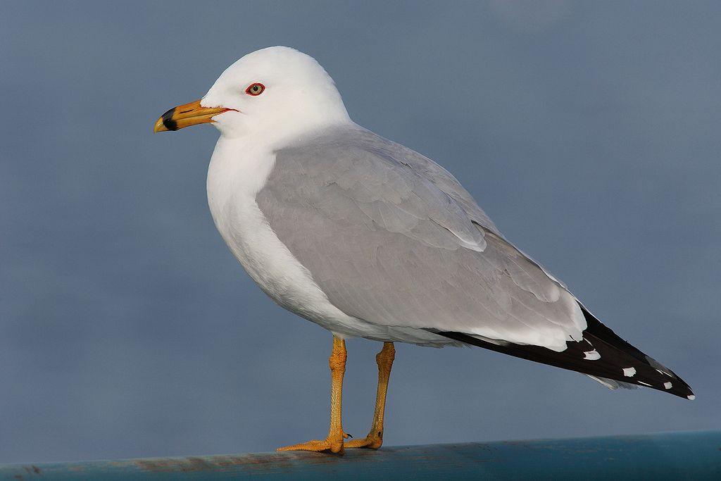 Ring-billed_Gull