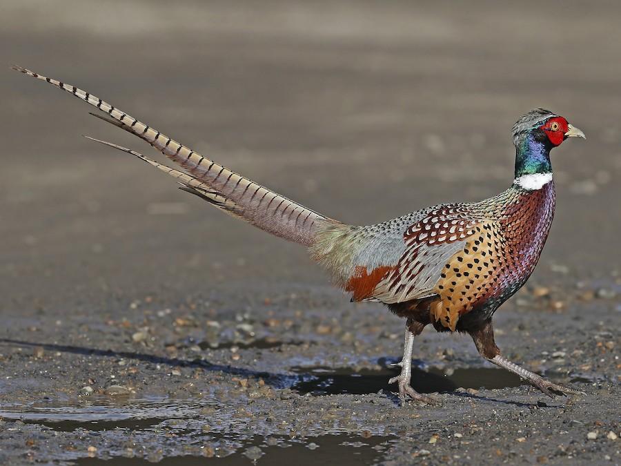 Ring-necked_Pheasant