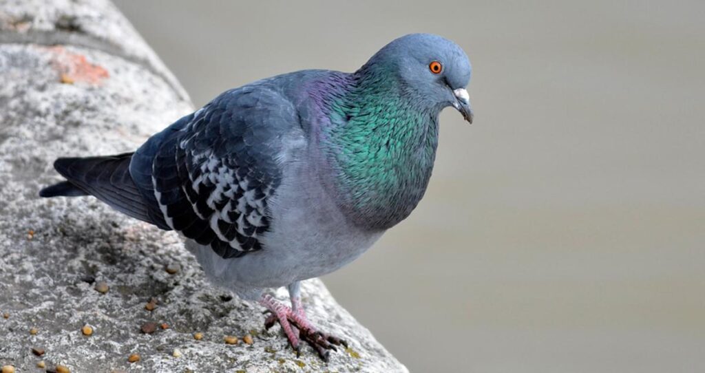 Rock_Pigeon