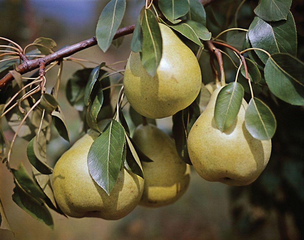 Rosaceae_Pear