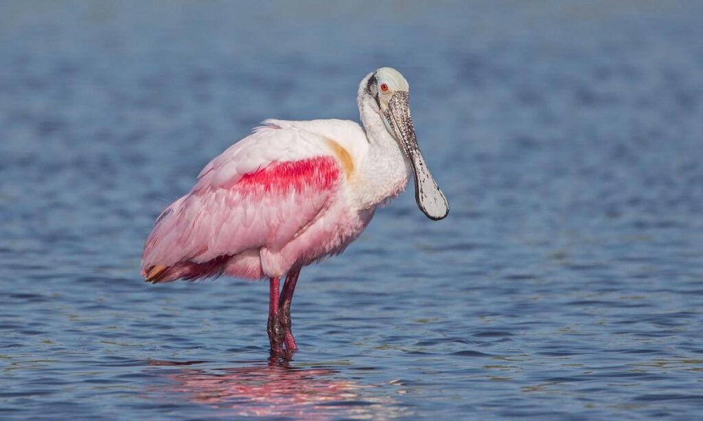 Roseate_Spoonbill