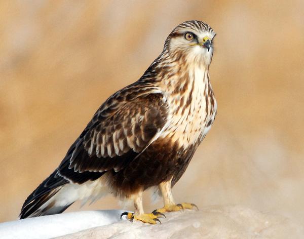 Rough-legged_Hawk