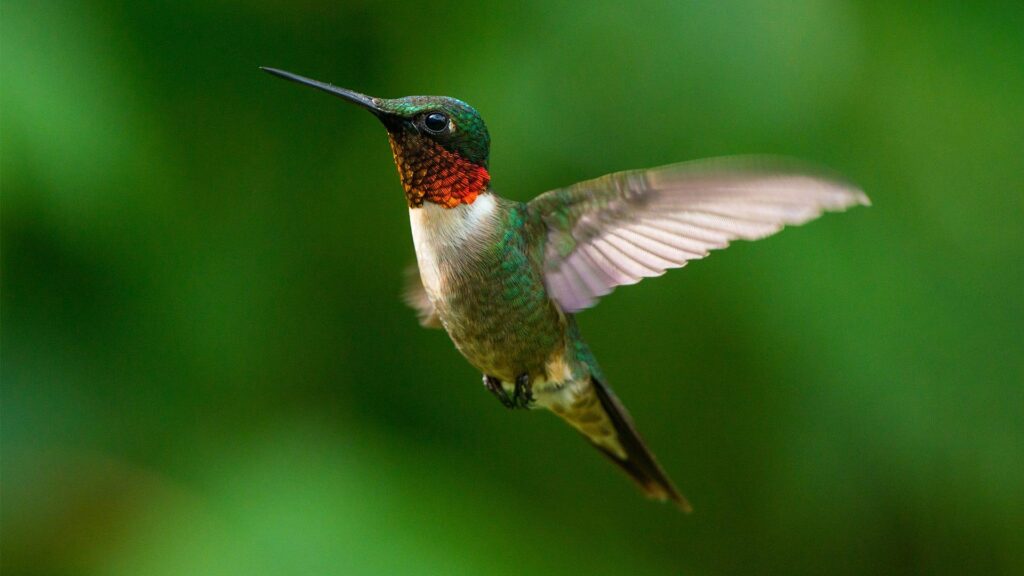 Ruby-throated_Hummingbird