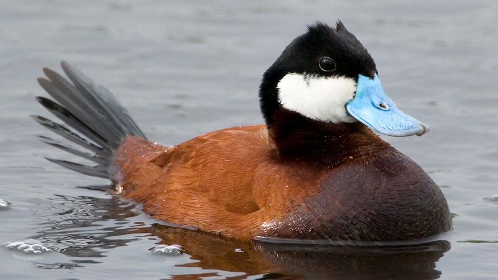 Ruddy_Duck