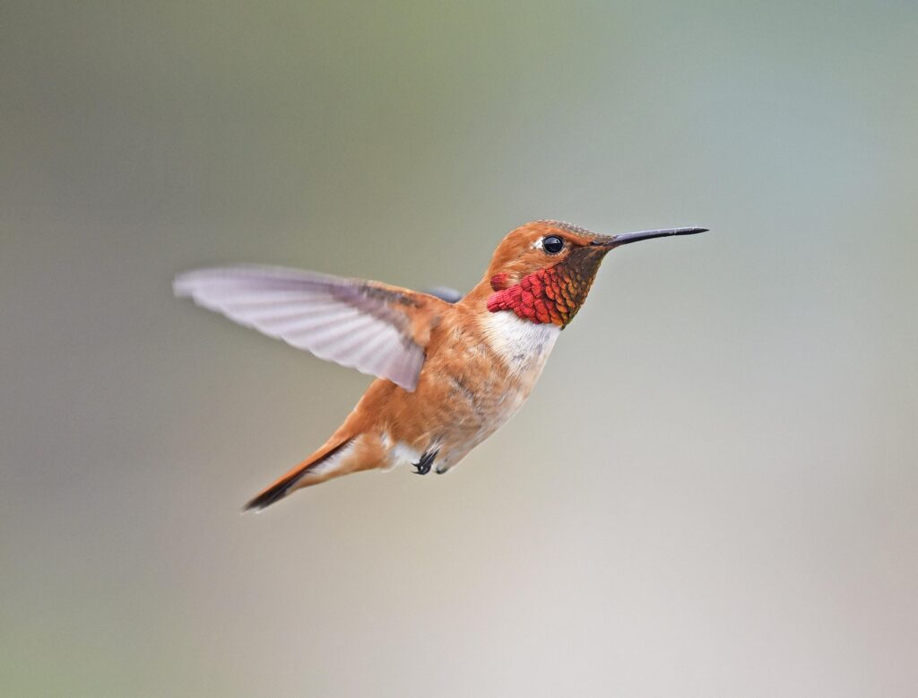 Rufous_Hummingbird