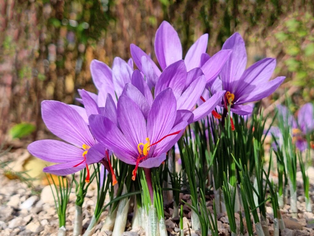 Saffron_Crocus