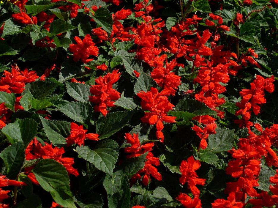 Salvia