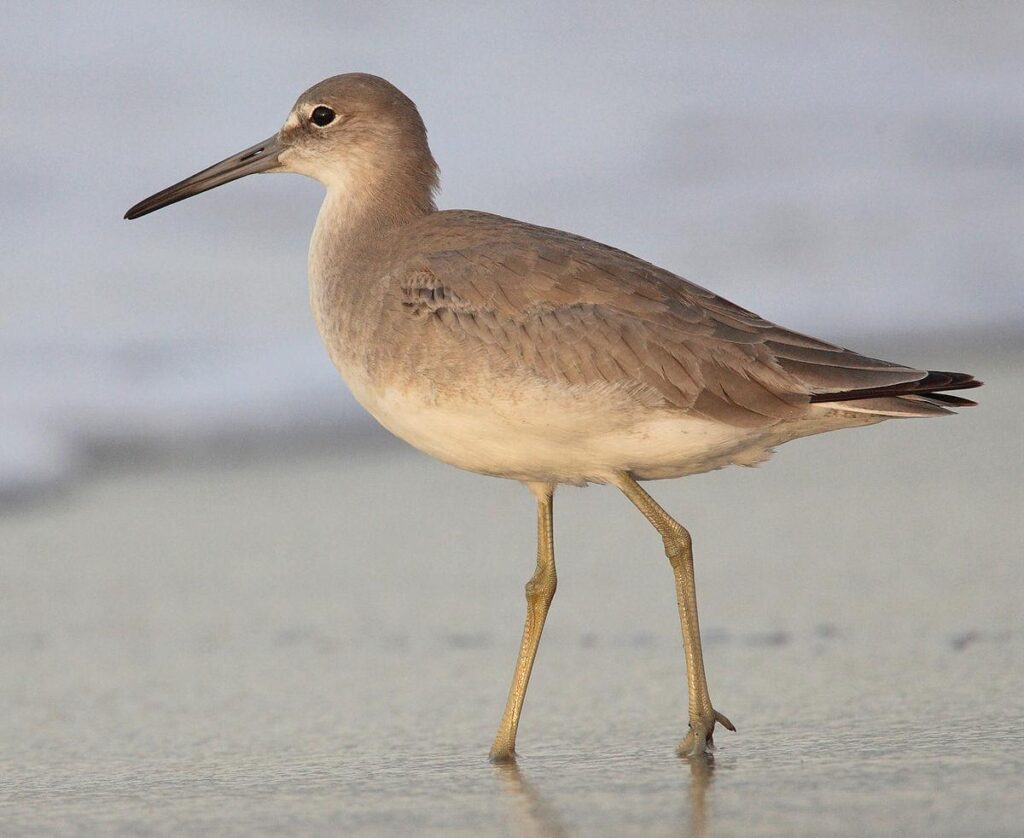 Sandpiper