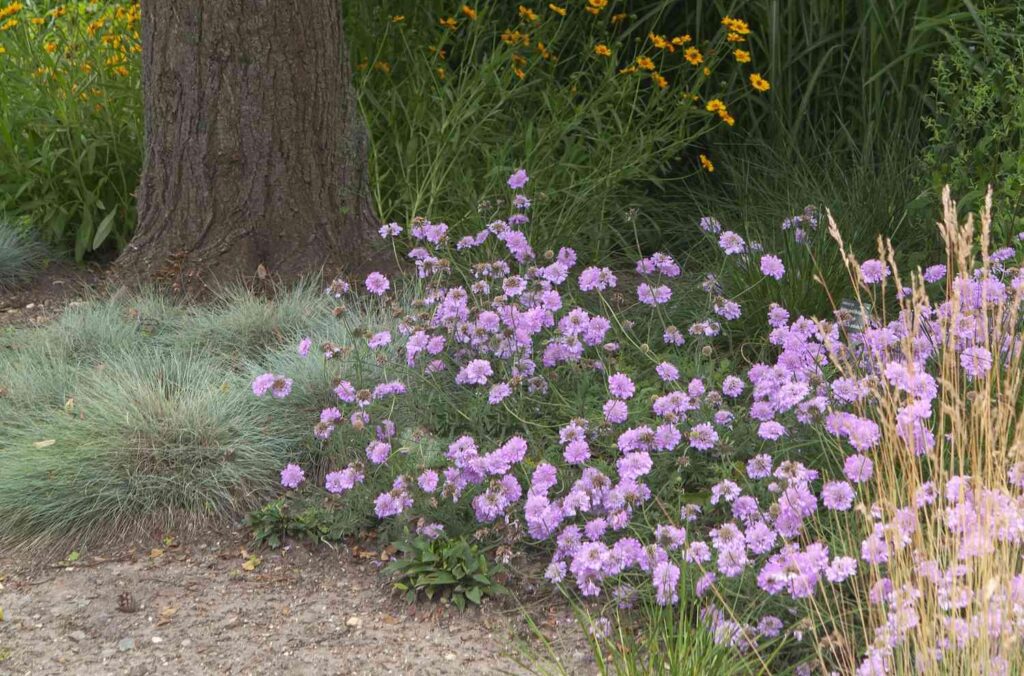 Scabiosa