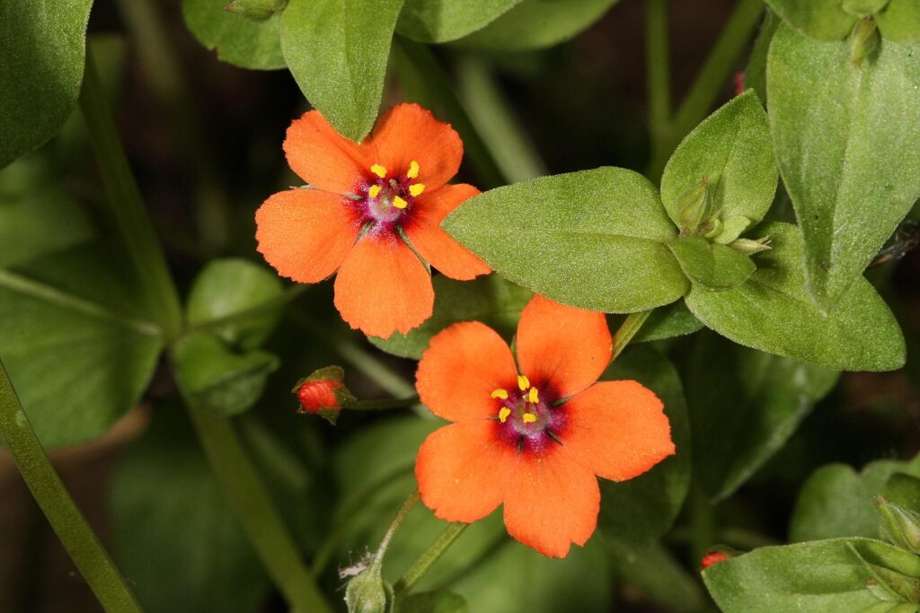 Scarlet_Pimpernel