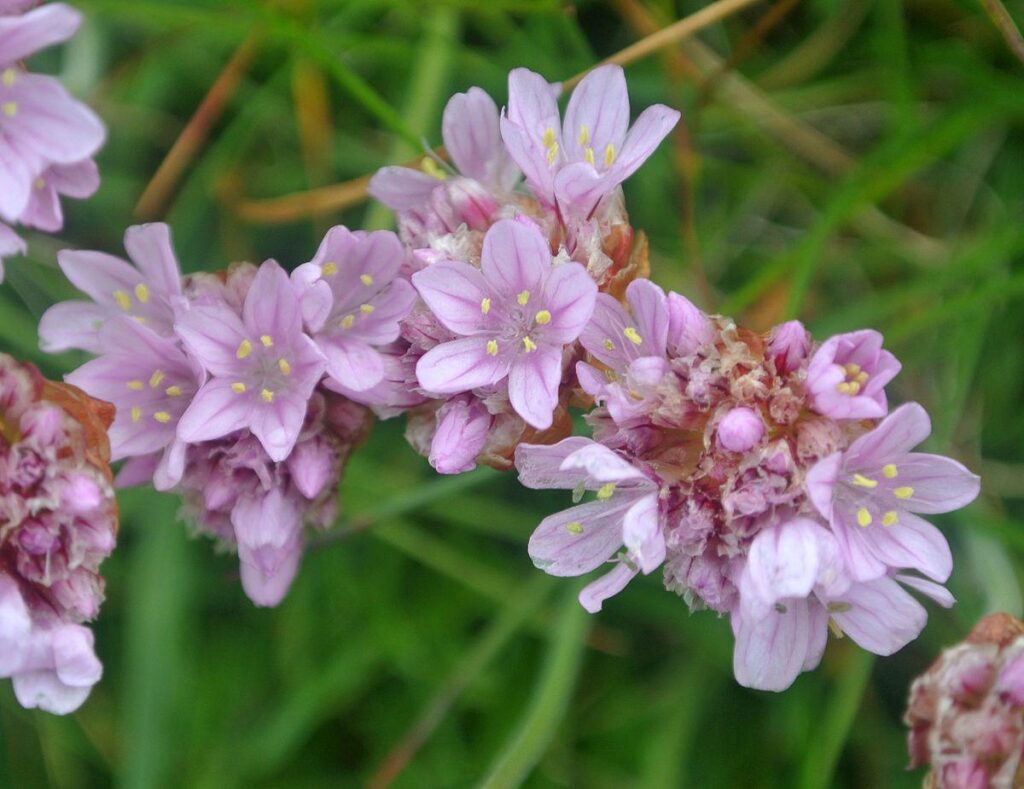 Sea_Thrift