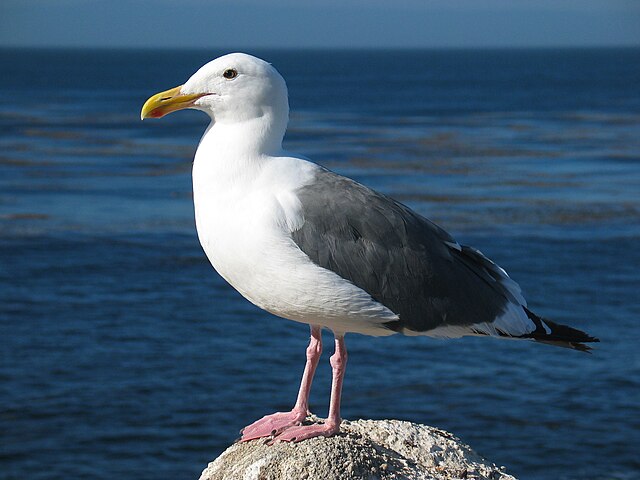 Seagull