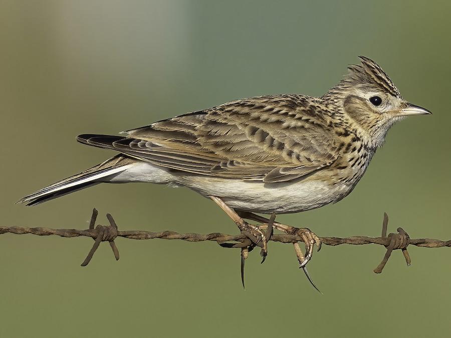 Skylark