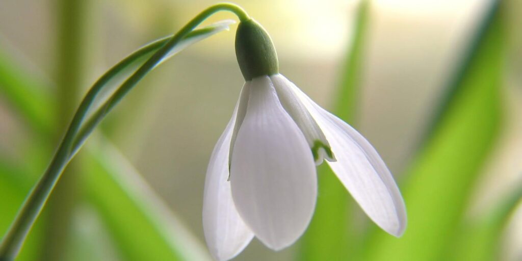 Snowdrop