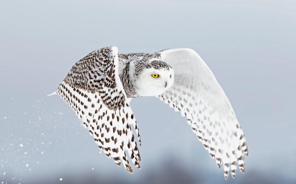 Snowy_Owl