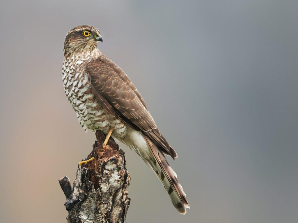 Sparrowhawk