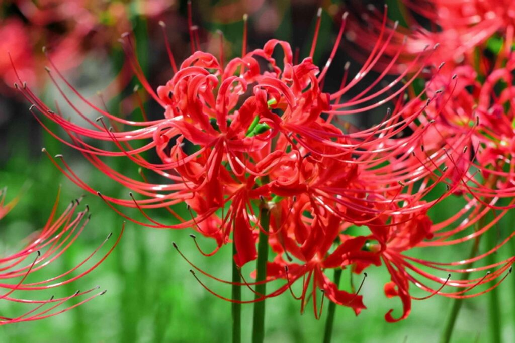 Spider_Lily