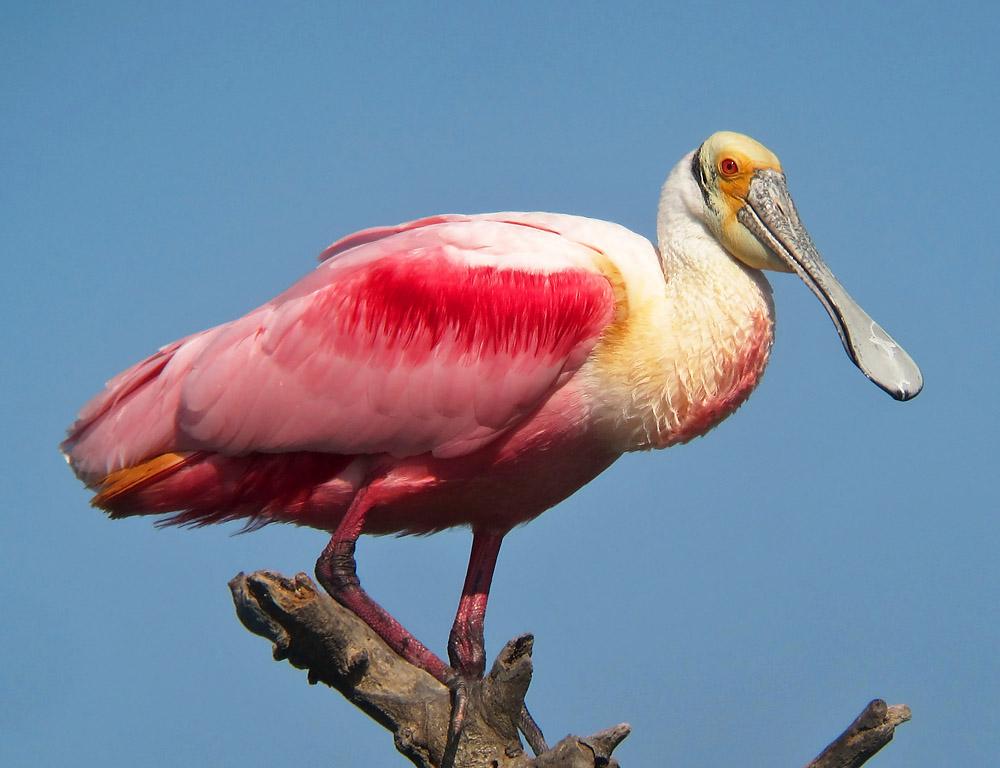 Spoonbill