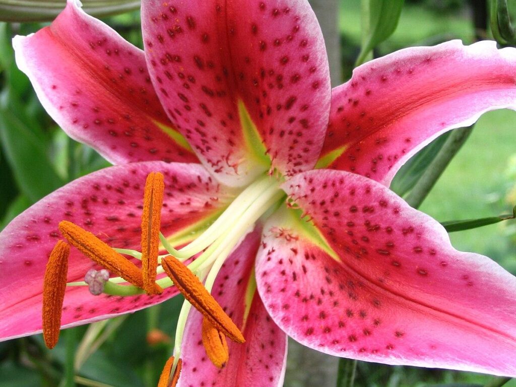 Stargazer_Lily